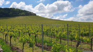 Schwanberg und Weinlage Küchenmeister am 17. Mai 2025