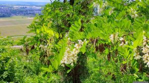 Robinie (Robinia pseudoacacia) mit hängenden Blütentrauben am Schwanberg oberhalb von Iphofen am 17. Mai 2025
