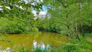 Birkensee am Schwanberg am 17. Mai 2025