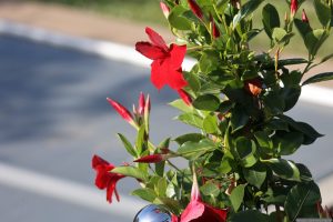 Dipladenia (Mandevilla sanderi) am 20. Mai 2025