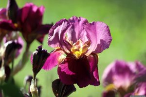 Deutsche Schwertlilie (Iris Germanica) am 20. Mai 2025