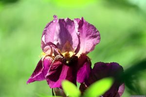 Deutsche Schwertlilie (Iris Germanica) am 20. Mai 2025