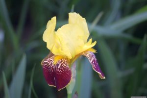 Deutsche Schwertlilie (Iris Germanica) am 20. Mai 2025