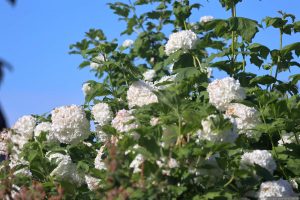 Gefüllter Schneeball / Echter Schneeball ‚Roseum‘ (Viburnum opulus ‚Roseum‘) am 20. Mai 2025