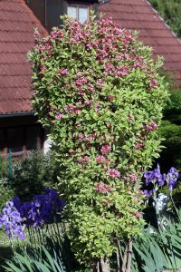 Buntblättrige Weigelie ‚Nana Variegata‘ (Weigela florida ‚Nana Variegata‘) am 20. Mai 2025