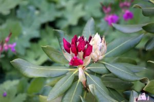 Rhododendronblüte am 20. Mai 2025
