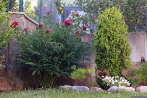 Unser Garten am 20. Mai 2025