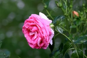 Edelrose am 16. Juni 2025