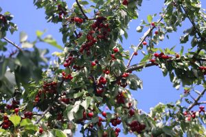 Kirschen am 16. Juni 2025