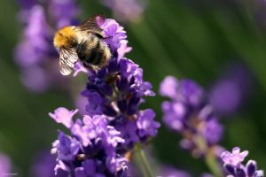 Heidehummel (Bombus jonellus) auf Lavendelblüten am 16. Juni 2025