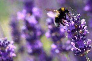 Heidehummel (Bombus jonellus) auf Lavendelblüten am 16. Juni 2025