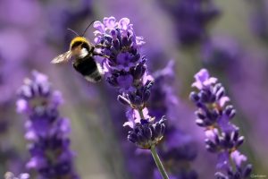 Heidehummel (Bombus jonellus) auf Lavendelblüten am 16. Juni 2025