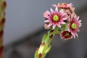 Blüten des Dachwurz (Sempervivum) am 16. Juni 2025