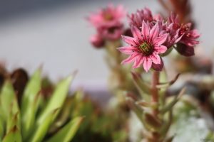 Blüten des Dachwurz (Sempervivum) am 16. Juni 2025