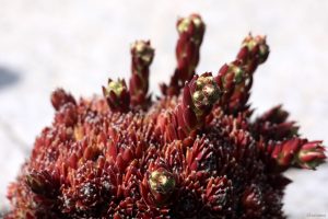 Blüten des Dachwurz (Sempervivum) am 16. Juni 2025