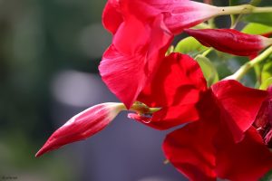 Dipladenien (Mandevilla) sind Klettersträucher aus der Familie der Hundsgiftgewächse (Apocynaceae). Sie stammen aus dem Dschungel Südamerikas und sind bei uns schon seit über 100 Jahren als Topf- und Kübelpflanzen beliebt.