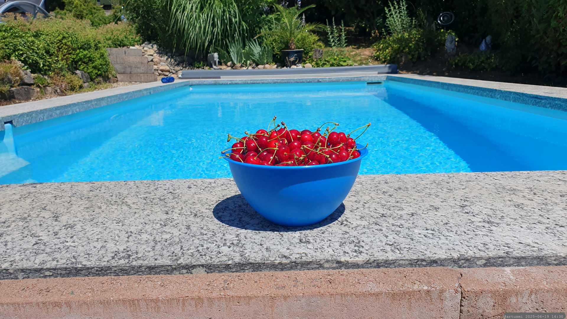 Frisch geerntete Kirschen am Pool