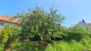 Unser Kirschbaum am 20. Juni 2025