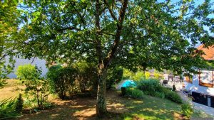 Unser Garten am 2. Juli 2025