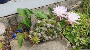 Echinopsis eyriesii am 5. Juli 2025