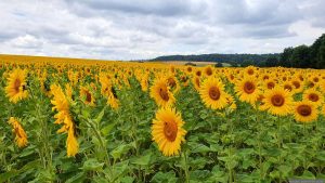 Sonnenblumenfelder am 9. Juli 2025 bei Eisingen