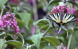 Segelfalter (Iphiclides podalirius) am 13. Juli 2025 auf Sommerflieder (Buddleja)
