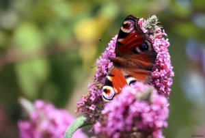 Tagpfauenauge (Aglais io, Syn.: Inachis io, Nymphalis io) am 13. Juli 2025 auf Sommerflieder (Buddleja)