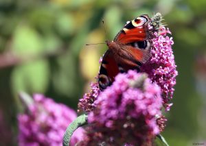 Tagpfauenauge (Aglais io, Syn.: Inachis io, Nymphalis io) am 13. Juli 2025 auf Sommerflieder (Buddleja)