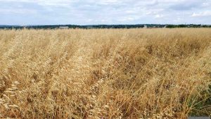 Haferfeld bei Eisingen am 17. Juli 2025