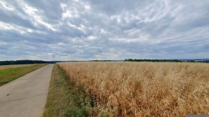 Haferfeld bei Eisingen am 17. Juli 2025