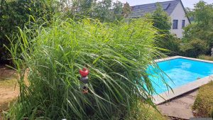 Unser Garten am 15. August 2025