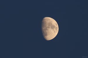 Goldener Henkel am 2. September 2025 am zunehmenden Mond