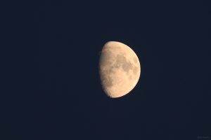 Goldener Henkel am 2. September 2025 am zunehmenden Mond