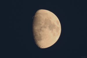 Goldener Henkel am 2. September 2025 am zunehmenden Mond