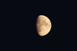 Goldener Henkel am 2. September 2025 am zunehmenden Mond