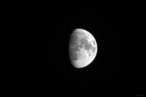 Goldener Henkel am 2. September 2025 am zunehmenden Mond
