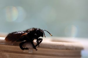 Blaue Holzbiene (Xylocopa violacea) am 6. September 2025