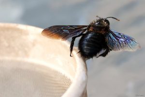 Blaue Holzbiene (Xylocopa violacea) am 6. September 2025