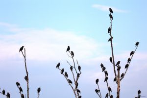 Rast der Stare (Sturnus vulgaris) am 8. September 2025 auf ihrem Weg in Richtung Süden