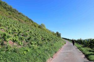 Auf dem Weg zum terroir f auf dem Abt-Degen-Steig bei Ziegelanger