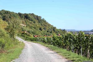Abt-Degen-Steig Richtung Winzertreppe mit Blick auf Steinbach