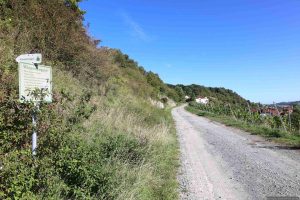 Winzertreppe am Abt-Degen-Steig bei Steinbach