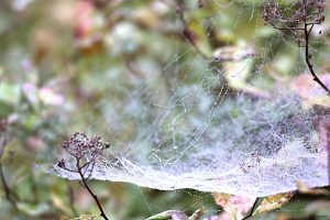 Spinnennetze und Tau an Blütenresten unserer Spiersträucher (Spiraea) am 27. September 2025