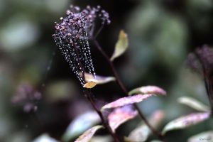 Tau und Spinnfäden an Blütenresten einer unserer Spiersträucher (Spiraea) am 27. September 2025