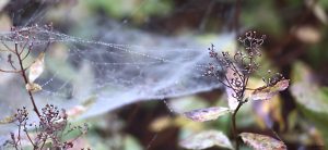 Spinnennetz und Tau an Blütenresten unserer Spiersträucher (Spiraea) am 27. September 2025