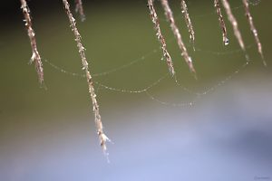 Tau an Spinnfäden zwischen den Blütenresten einer unserer Spiersträucher (Spiraea) am 27. September 2025 an Blütenteilen unseres Silberfahnengrases (Miscanthus sacchariflorus) am 27. September 2025
