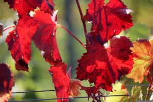 Herbstlaub in der Weinlage Kiliansberg am terroir f Großlangheim am 1. Oktober 2025