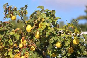 Reife Quitten (Cydonia oblonga) auf dem Schwanberg am 1. Oktober 2025