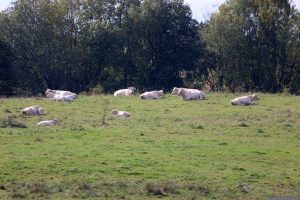 Charolais-Rinder auf dem Schwanberg am 1. Oktober 2025