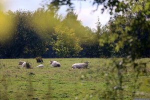 Charolais-Rinder auf dem Schwanberg am 1. Oktober 2025